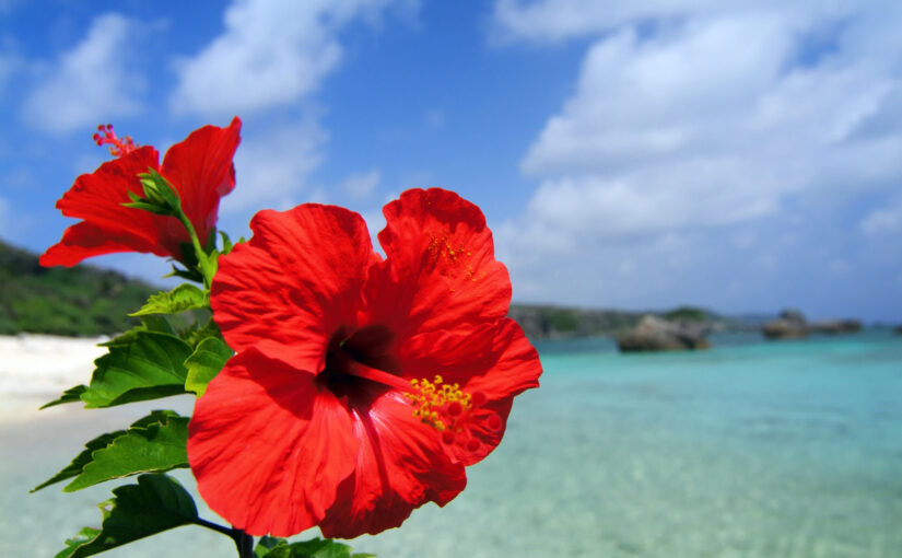 沖縄の花！ハイビスカスが沖縄に沢山咲いてる理由とは？